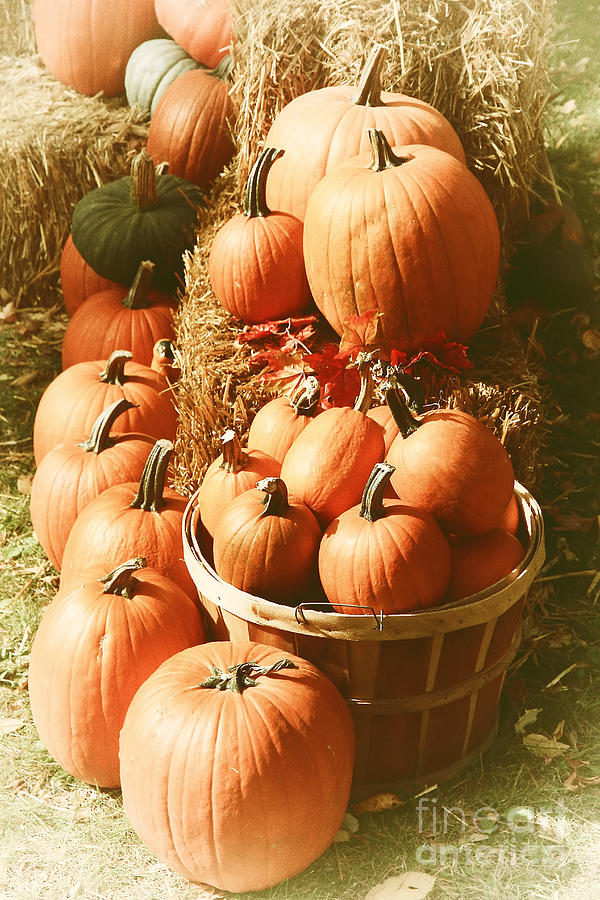 Pumpkin Season Photograph by Teresa Zieba