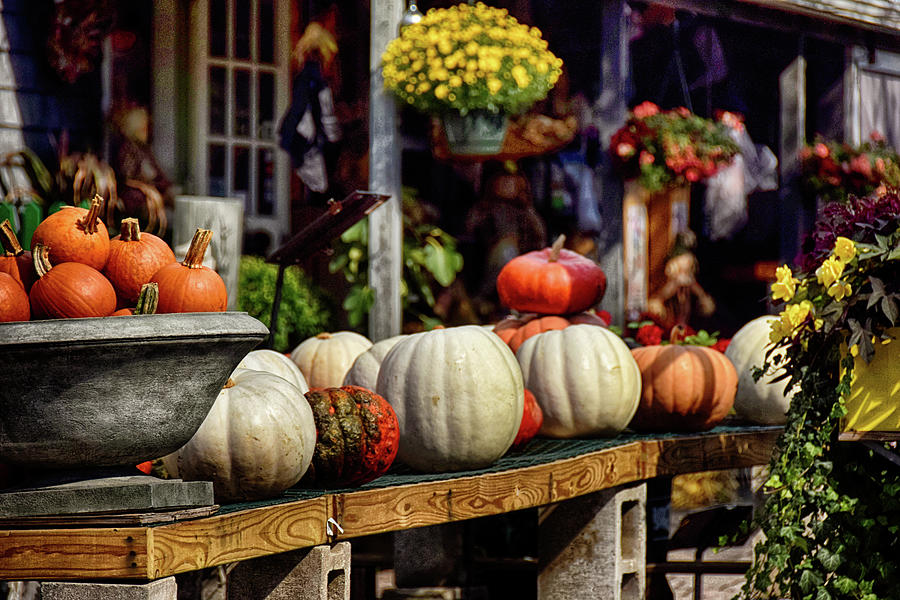 Pumpkin Season Photograph by Tricia Marchlik