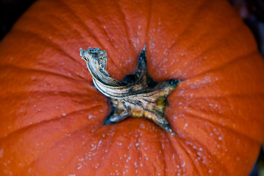 Pumpkin Stalk by Christopher Meade Pumpkin Stalk by Christopher Meade