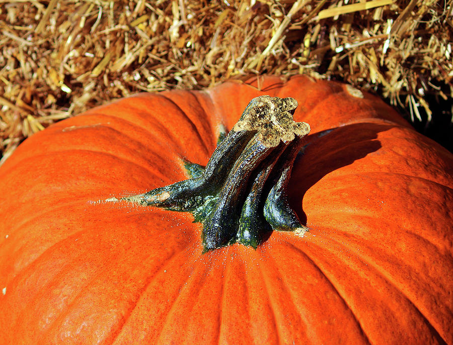 Pumpkin Stem Photograph by Cynthia Guinn
