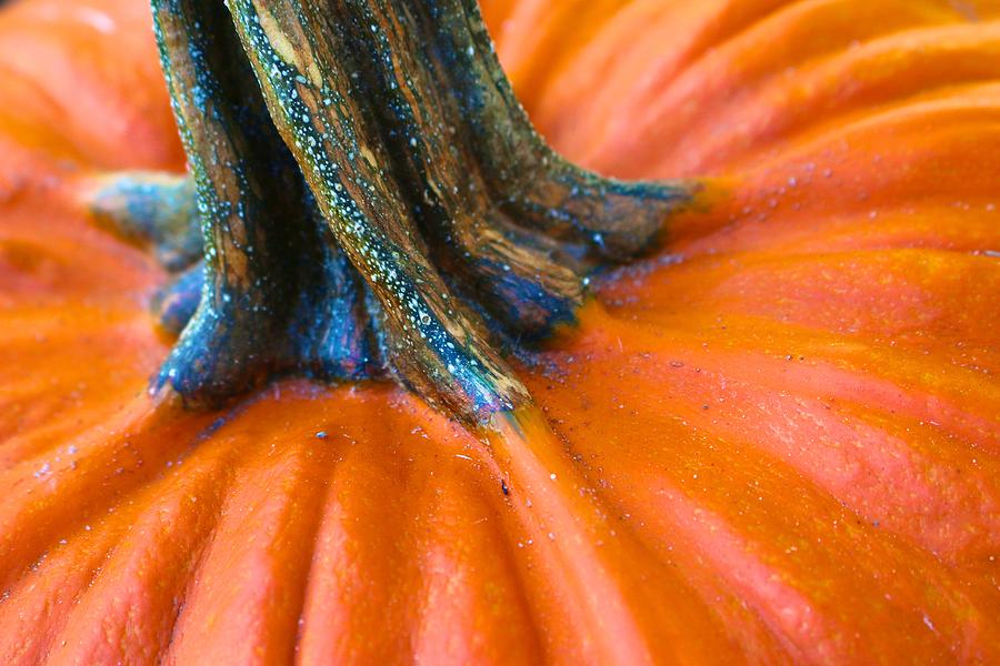 Pumpkin Stem Photograph by Polly Castor