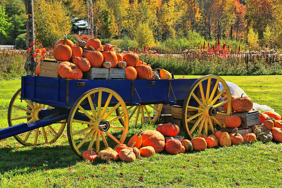 Pumpkin Still Life Photograph by Allen Beatty - Fine Art America