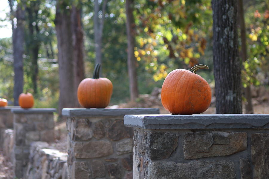 Pumpkin Stone Wall Photograph by Living Color Photography Lorraine Lynch