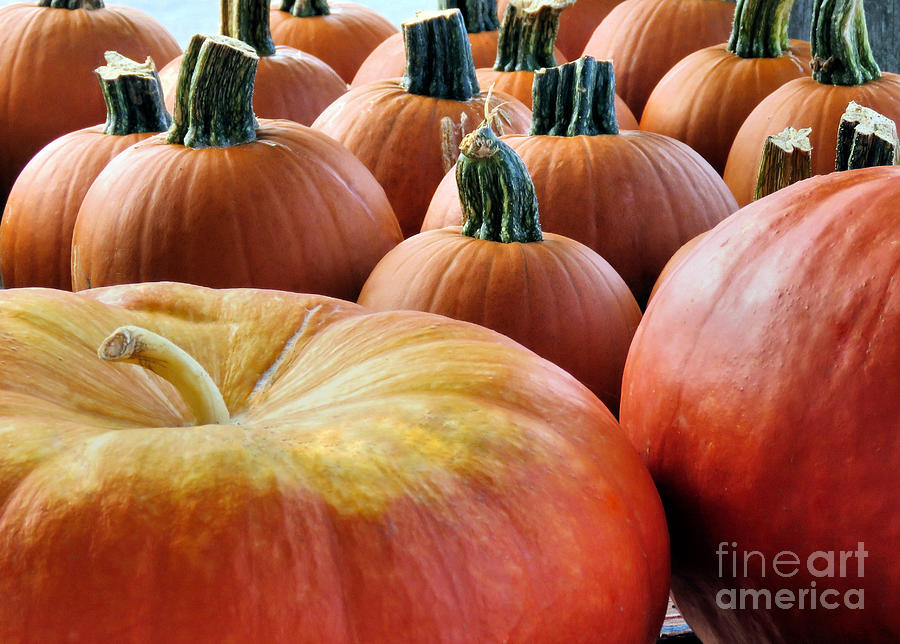 Pumpkin Time Photograph by Janice Drew