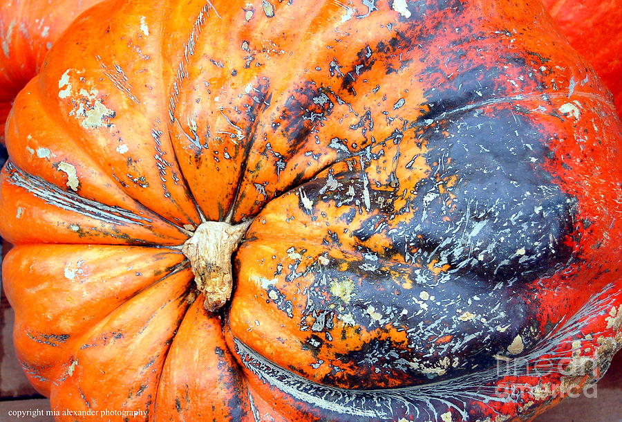 Pumpkin time.. Photograph by Mia Alexander