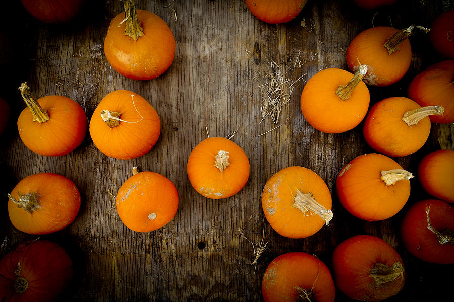 Pumpkin Tops Photograph by Marisela Mungia