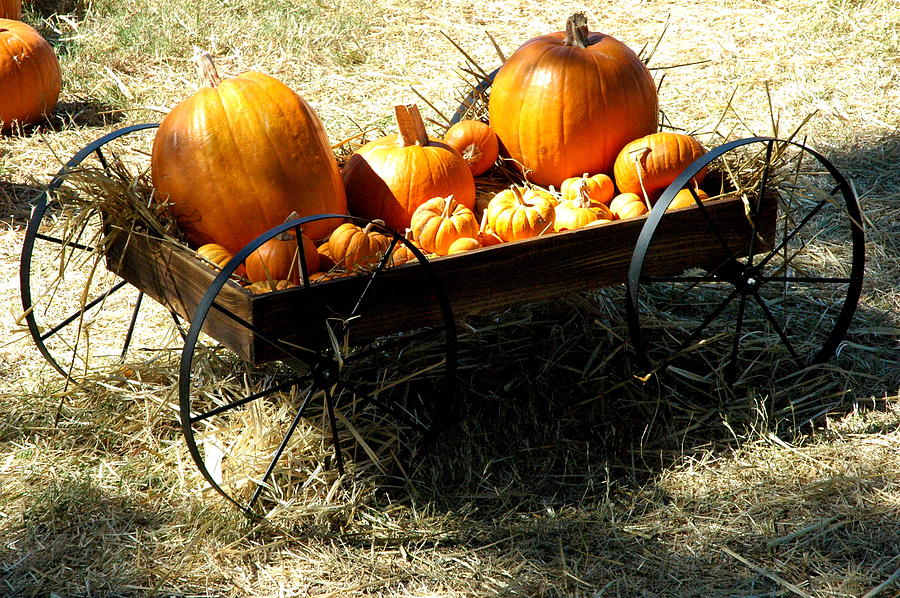 Pumpkin Wagon 2 Photograph by Teresa Blanton