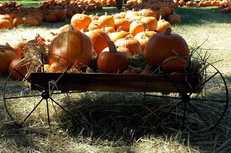 Pumpkin Wagon 3 Photograph by Teresa Blanton