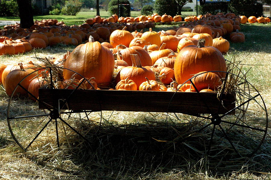 Pumpkin Wagon Photograph by Teresa Blanton