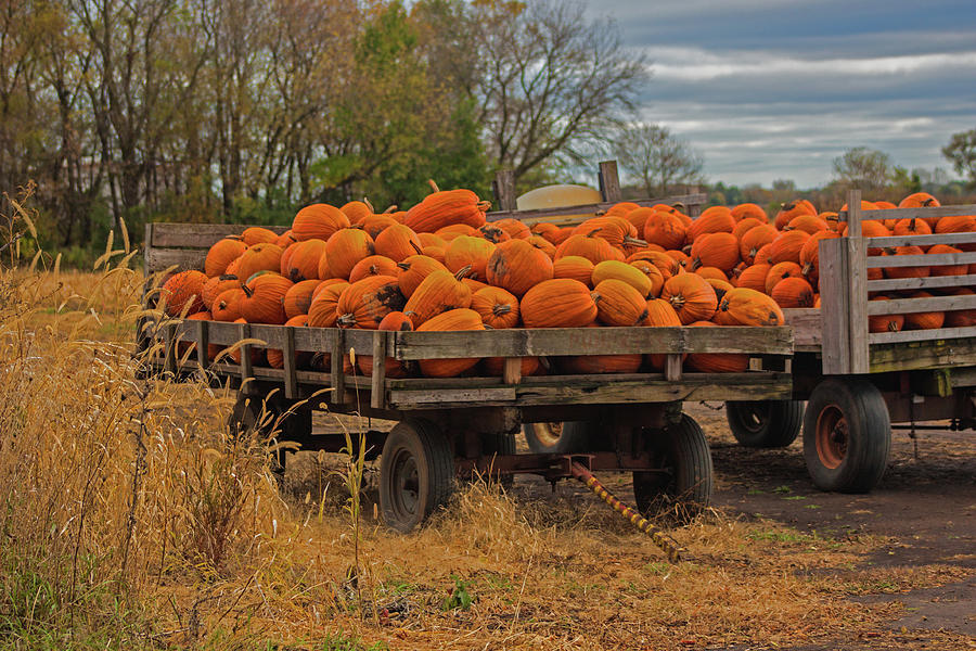 Pumpkin Wagons Photograph by Ira Marcus