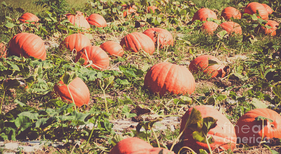Pumpkins 12 Photograph by Andrea Anderegg