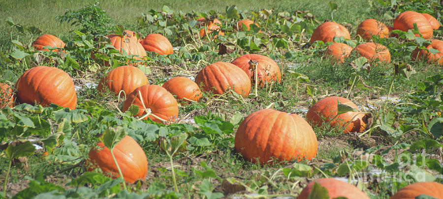 Pumpkins 13 Photograph by Andrea Anderegg