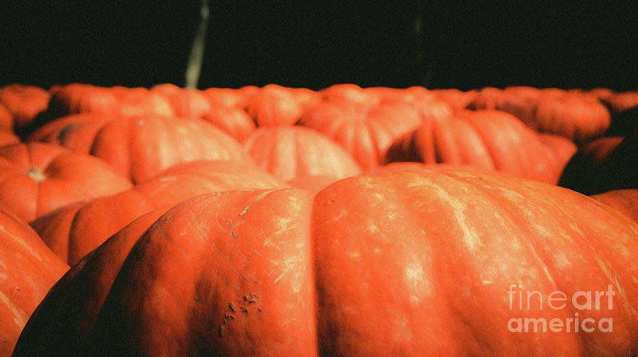 Pumpkins 15 Photograph by Andrea Anderegg