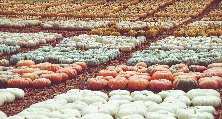 Pumpkins 21 Photograph by Andrea Anderegg