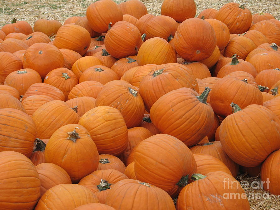 Pumpkins 4 Photograph by Marta Robin Gaughen - Fine Art America