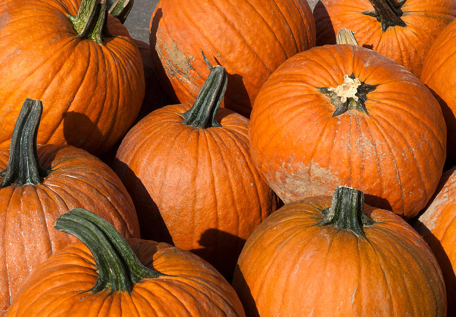 Pumpkins  Photograph by American School