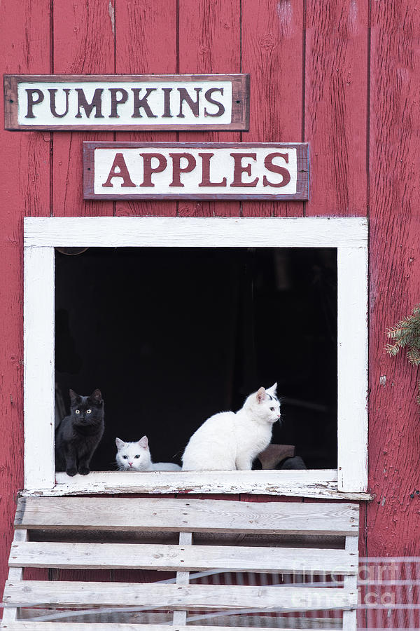 Pumpkins and Apples Photograph by Nicki McManus