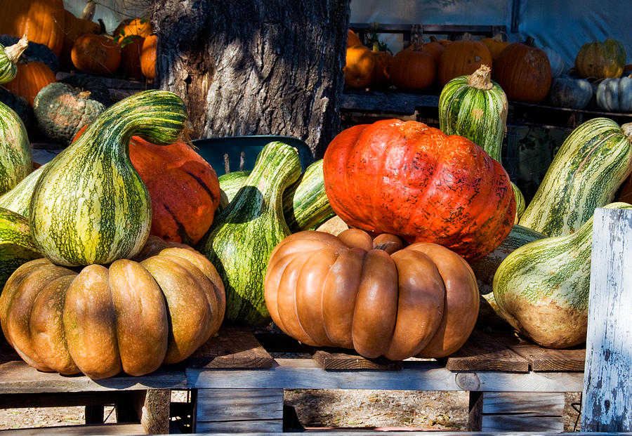 Pumpkins and Gourds Photograph by Betty LaRue