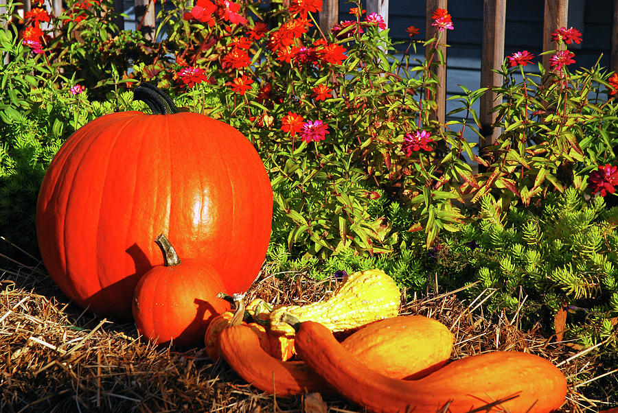 Pumpkins and gourds Photograph by James Kirkikis