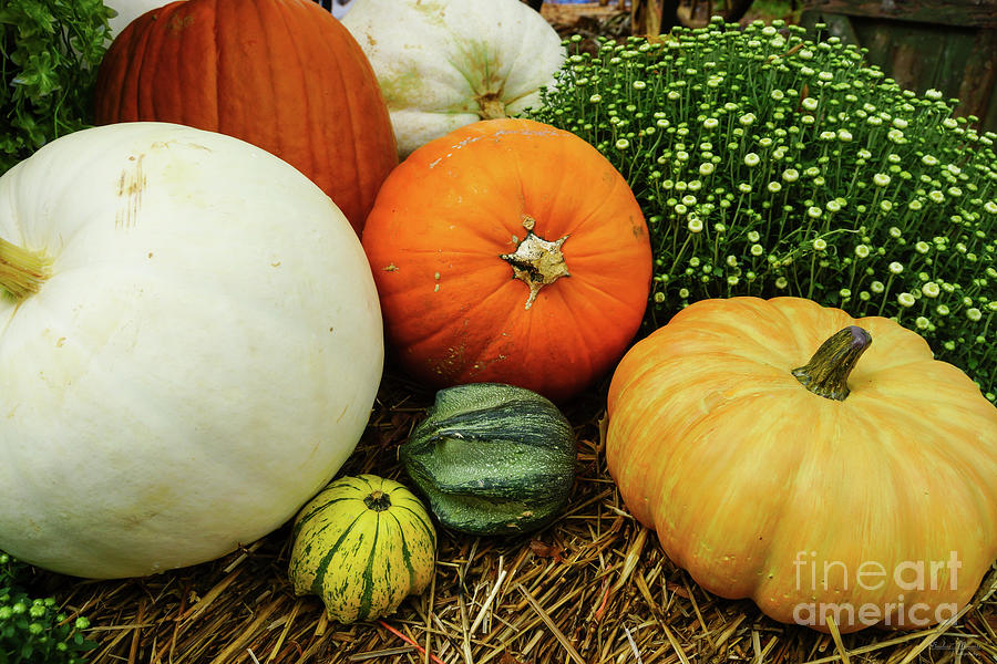 Pumpkins And Gourds Photograph by Jennifer White