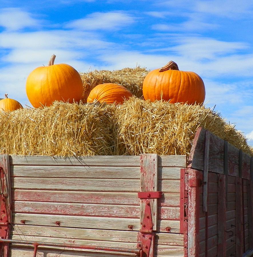 Pumpkins And Hay Photograph by Loring Laven