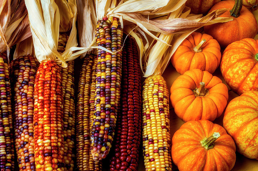 Pumpkins And Indian Corn Photograph by Garry Gay