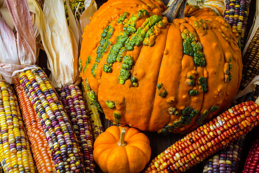 Pumpkins And Indian Corn Harvest Photograph by Garry Gay