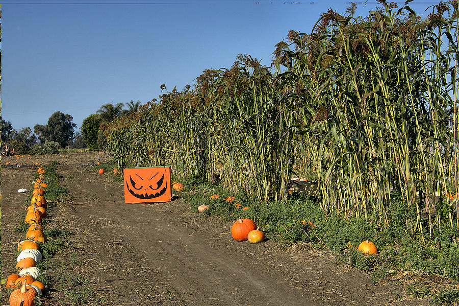 Pumpkins and Maze Photograph by Michael Gordon