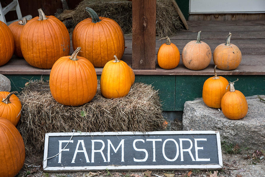 Pumpkins at Farm Store Photograph by Nicole Freedman