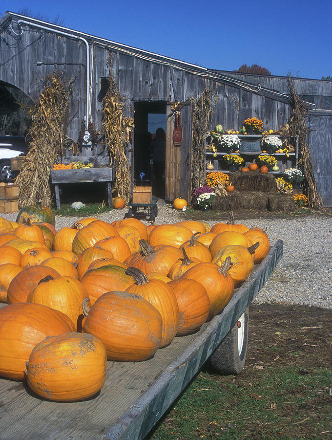 Pumpkins at Farmstand Photograph by John Burk