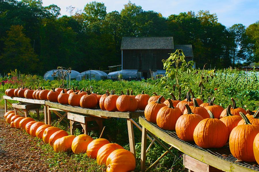 Pumpkins at Holbrook Farm Photograph by Polly Castor