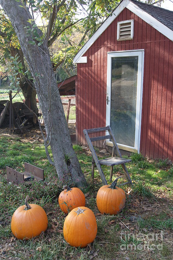 Pumpkins at the Hen House Photograph by Margie Avellino