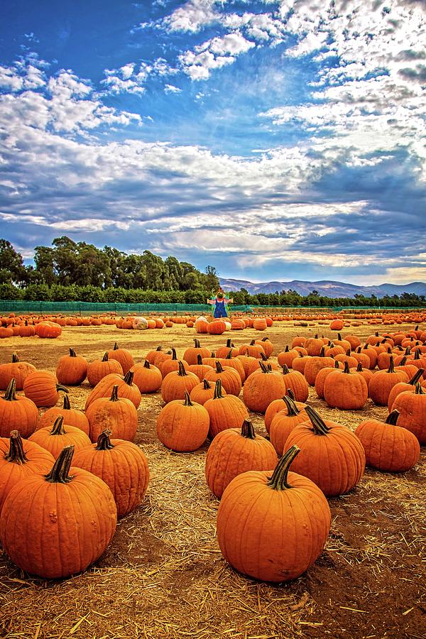 Pumpkins at the Patch Photograph by Lynn Bauer
