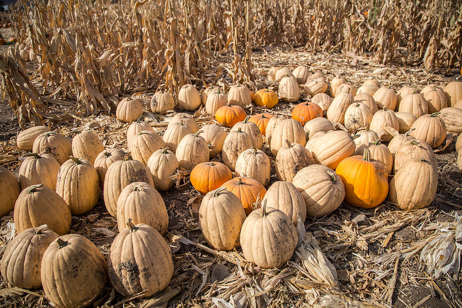 Pumpkins Photograph by Brad Stinson