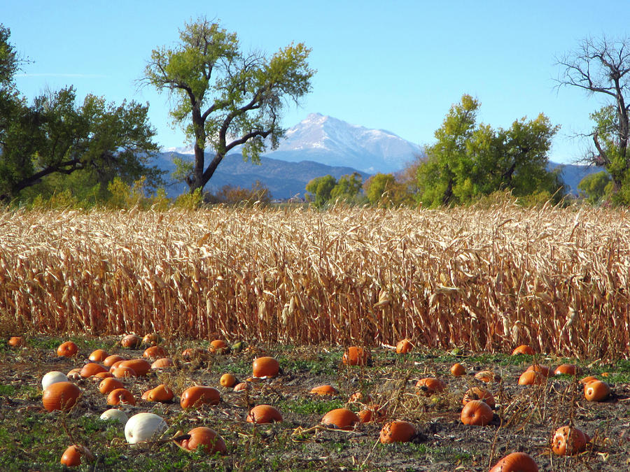 Pumpkins Corn And Longs Peak Photograph