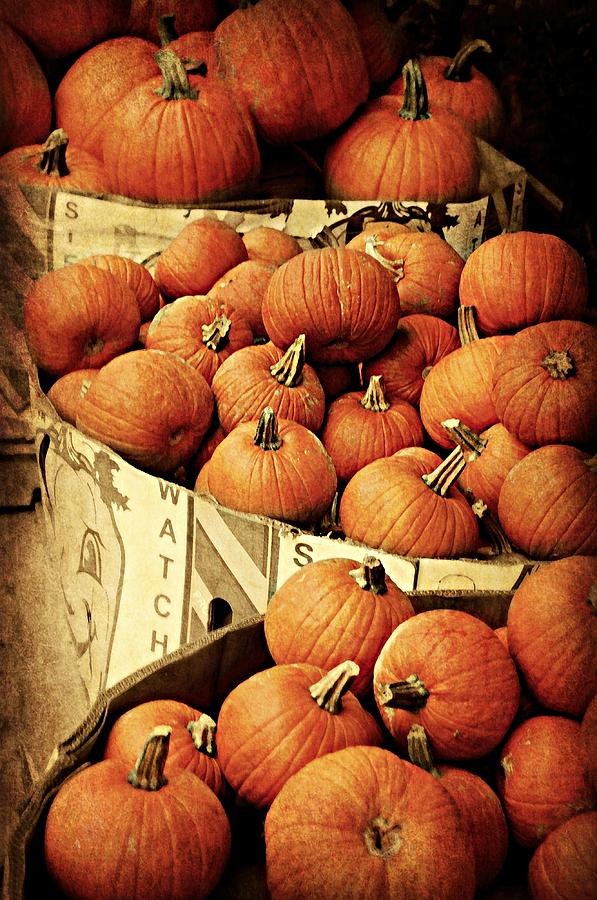 Pumpkins for Pies Photograph by Diana Angstadt