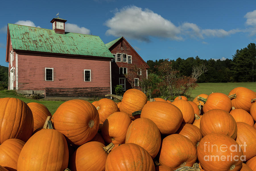 Pumpkins for Sale Photograph by Craig Shaknis