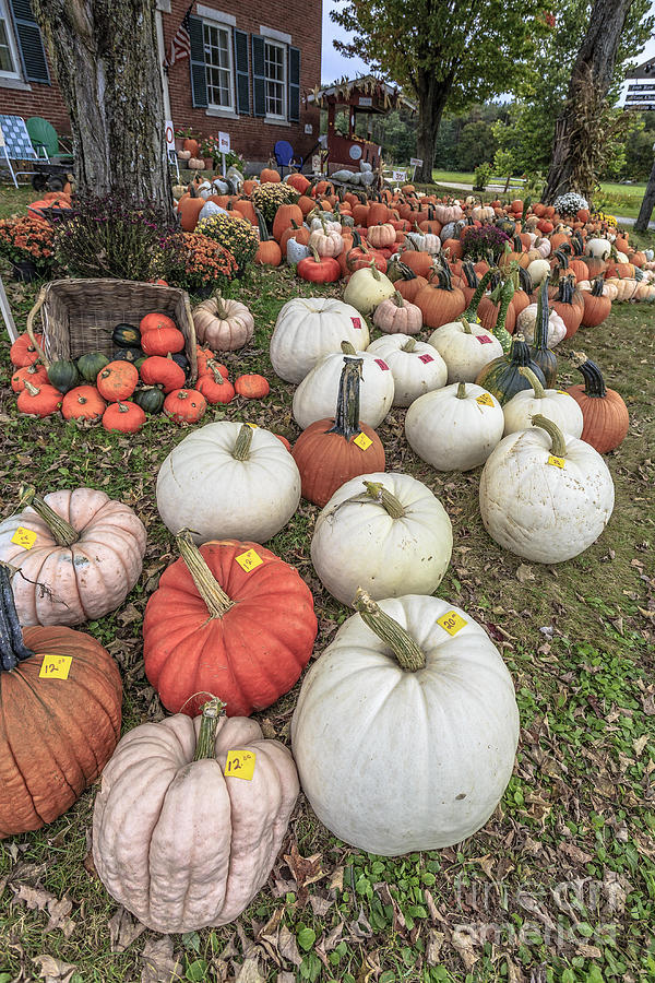 Fall Photograph - Pumpkins for sale by Edward Fielding