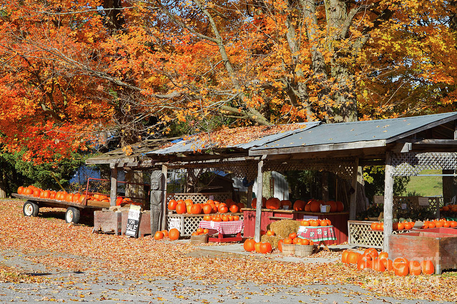 Pumpkins For Sale Photograph by Louise Heusinkveld