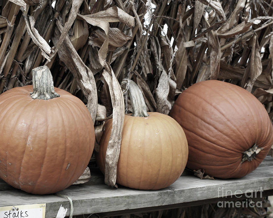 Pumpkins For Sale Photograph by Smilin Eyes Treasures