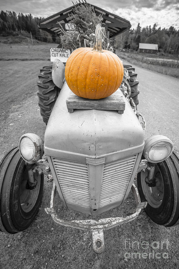 Pumpkin Photograph - Pumpkins For Sale Vermont by Edward Fielding