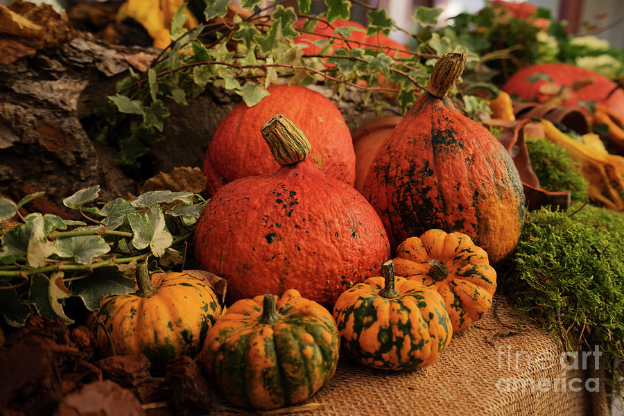 Pumpkins Harvest Photograph by Anastasy Yarmolovich