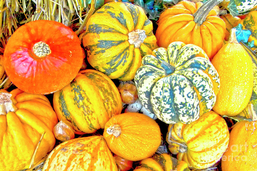 Thanksgiving Photograph - Pumpkins by Heiko Koehrer-Wagner