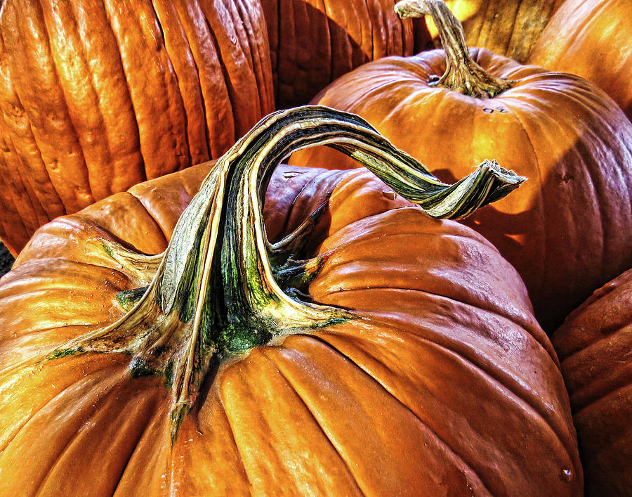 Pumpkins Photograph by Helaine Cummins