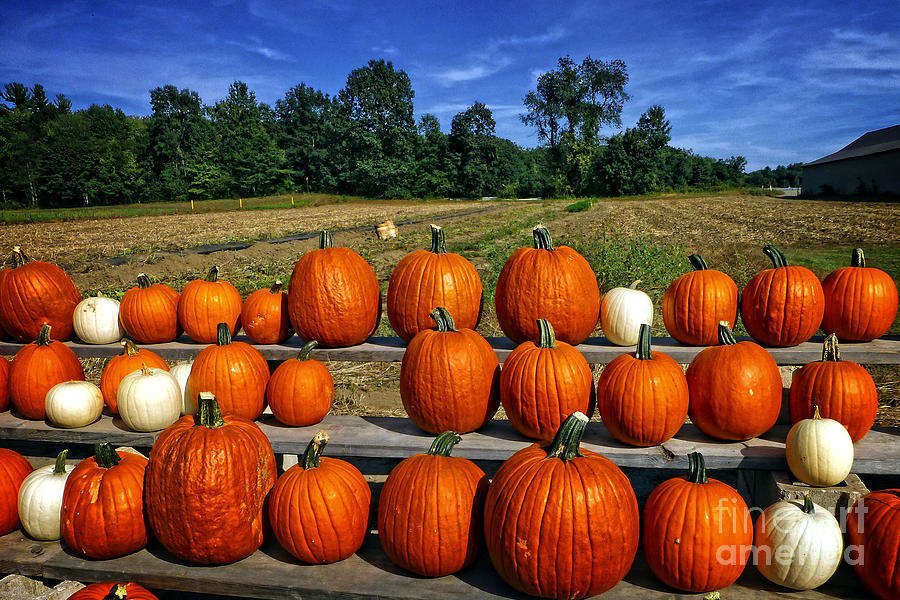 Pumpkins in a Row Photograph by Dee Flouton