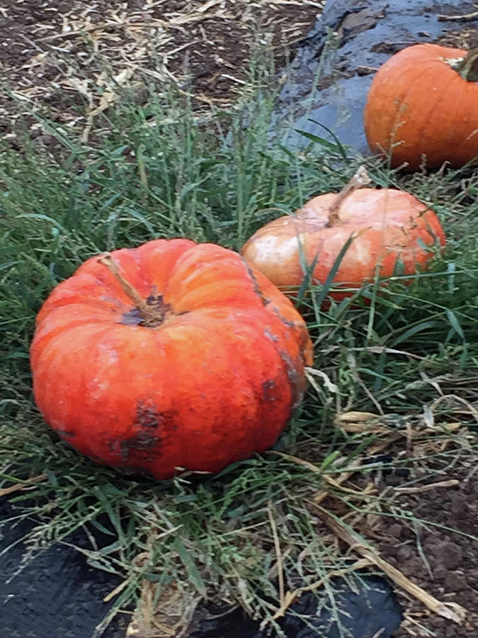 Pumpkins In A Row Photograph