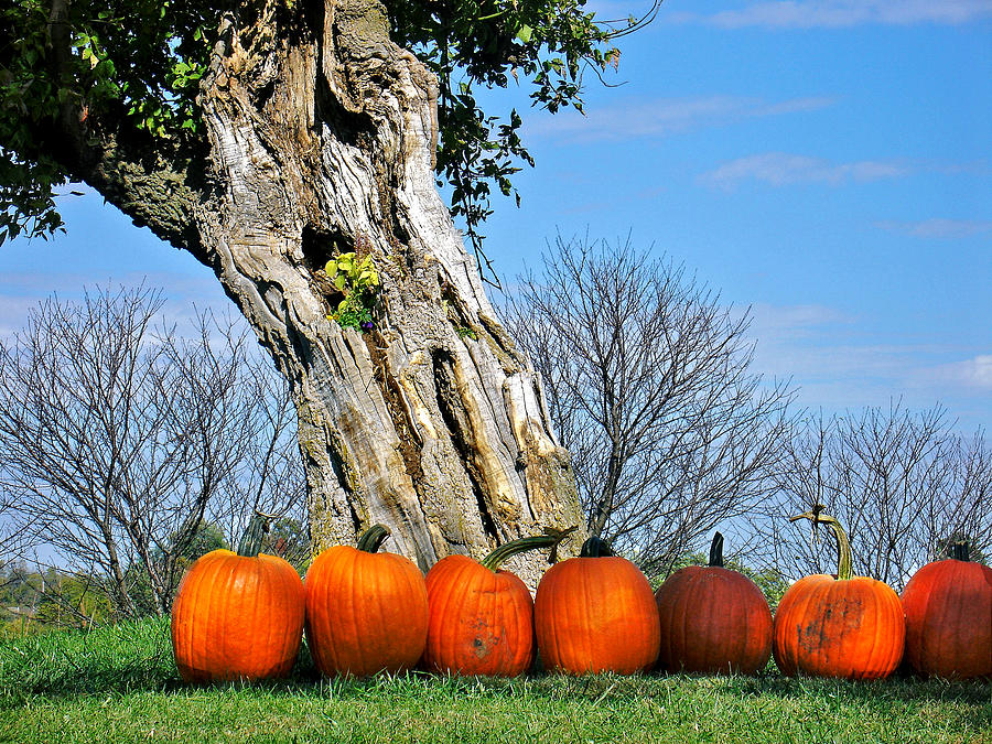 Pumpkins In A Row Photograph