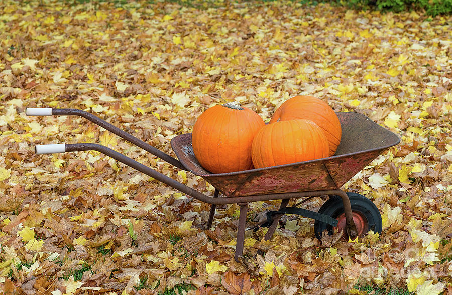 Pumpkins in a wheelbarrow Photograph by Les Palenik