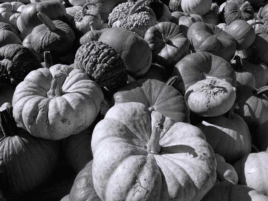 Pumpkins in Black and White  Photograph by Kathy Clark