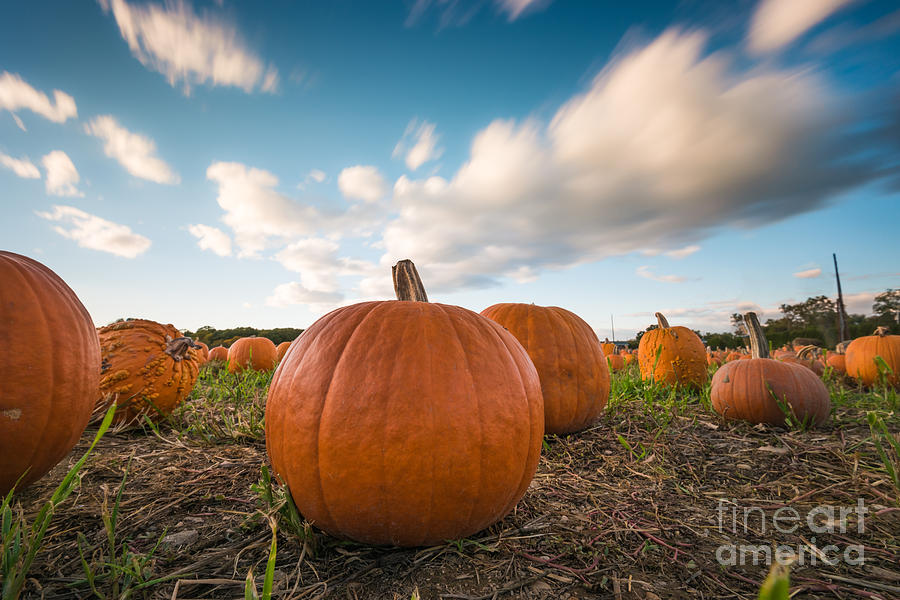 Pumpkins in Motion Photograph by Alissa Beth Photography